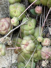 Crassula orbicularis