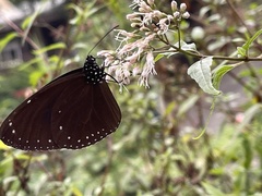 Euploea tulliolus koxinga
