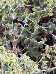 Brickellia californica