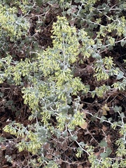 Brickellia californica