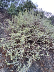 Brickellia californica