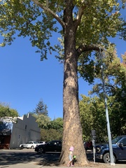 Platanus