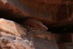 Varanus hamersleyensis