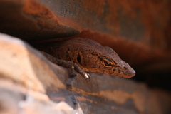 Varanus hamersleyensis