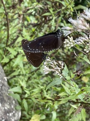 Euploea tulliolus koxinga