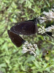 Euploea tulliolus koxinga