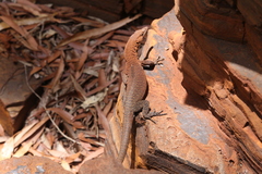 Varanus hamersleyensis