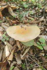 Lactarius deliciosus