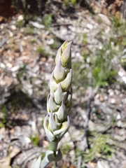 Thelymitra