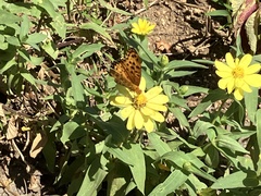 Argynnis hyperbius hyperbius