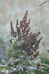 Spiraea douglasii