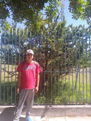 Vachellia schaffneri