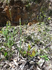 Thelymitra