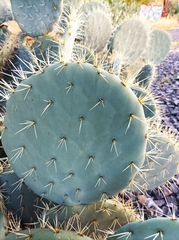 Opuntia robusta