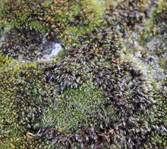 Grimmia pulvinata