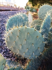 Opuntia robusta