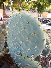 Opuntia robusta