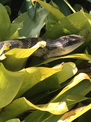 Tiliqua scincoides