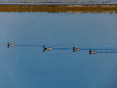 Branta bernicla