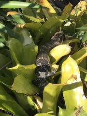 Tiliqua scincoides