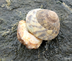 Bembicium