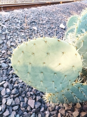 Opuntia robusta