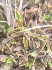Coprosma petriei