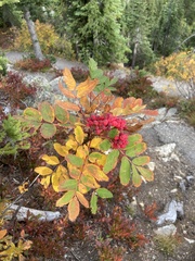 Sorbus sitchensis