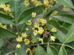 Flindersia xanthoxyla