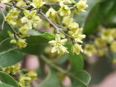 Flindersia xanthoxyla