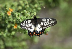 Papilio anactus