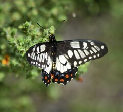 Papilio anactus