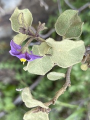 Solanum tomentosum