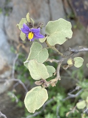 Solanum tomentosum
