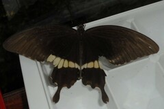 Papilio hipponous