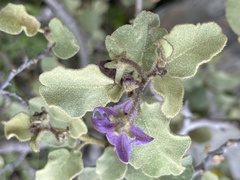 Solanum tomentosum