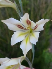 Gladiolus tristis