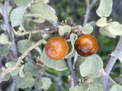 Solanum tomentosum
