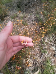 Dillwynia phylicoides