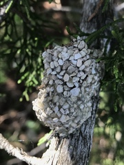 Dianthidium
