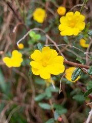 Hibbertia
