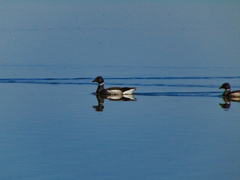 Branta bernicla