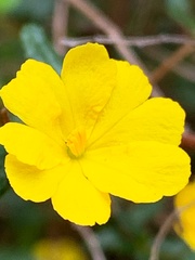 Hibbertia