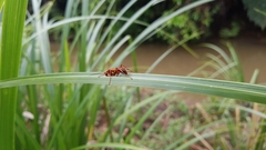 Sphictostethus nitidus