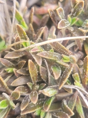 Coprosma petriei