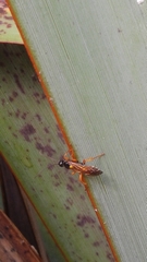 Degithina sollicitoria