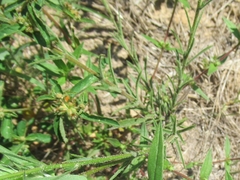 Croptilon divaricatum