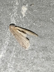 Euzophera cinerosella