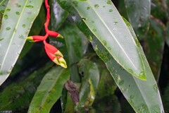 Heliconia