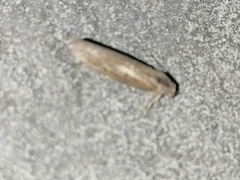 Euzophera cinerosella